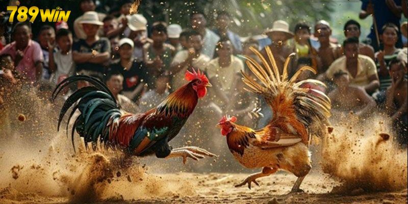 Tìm hiểu luật chơi cơ bản của đá gà trực tiếp C3 Tìm hiểu luật chơi cơ bản của đá gà trực tiếp C3