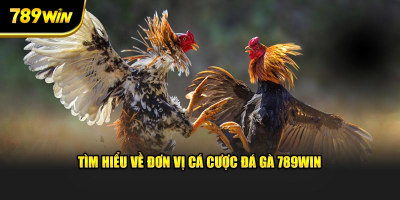 Tìm hiểu về đơn vị cá cược đá gà 789WIN Tìm hiểu về đơn vị cá cược đá gà 789WIN